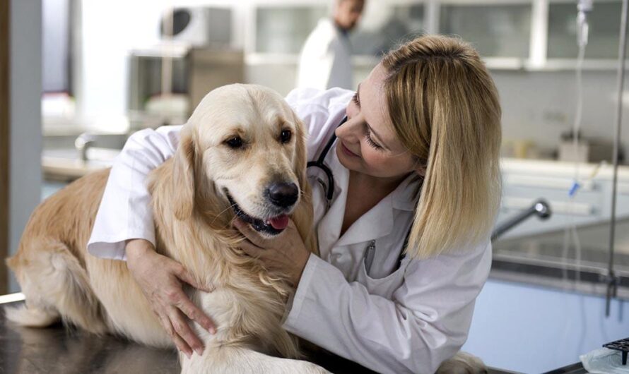 Exigiendo al Alcalde de Girardota que Cumpla su Promesa de Campaña de Construir un Hospital Público Veterinario para los Animales Callejeros