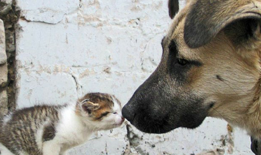 «Exigiendo al Gobierno que proteja los derechos de los animales callejeros: La lucha por un hospital veterinario público gratuito».