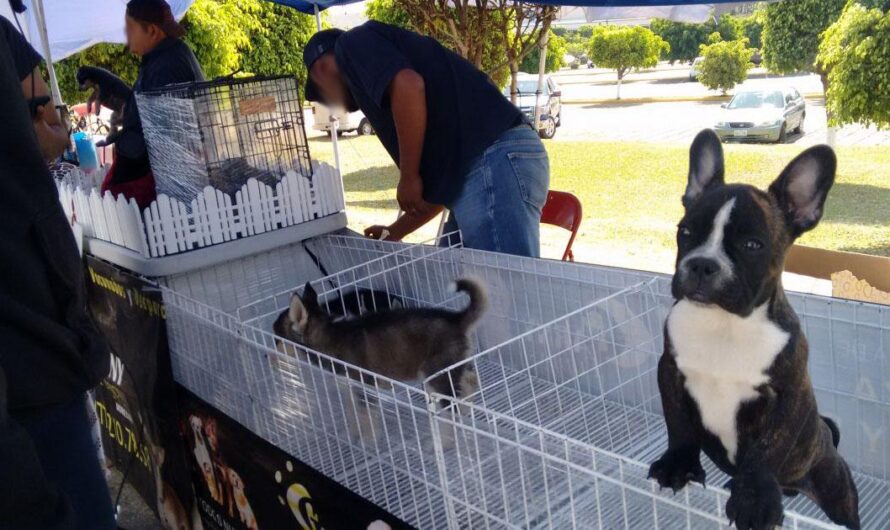 Exigiendo el Bienestar Animal: Vecinos contra la Venta Clandestina de Perritos en Vicente Guerrero