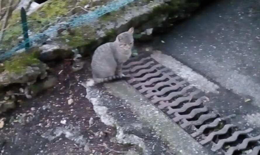 Exigiendo el Bienestar de los Gatos Callejeros: Una Petición para Montbazens