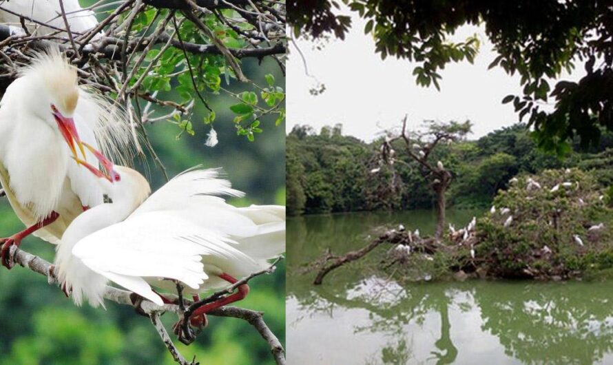 Exigiendo el Respeto a la Vida Animal: Firma y Comparte la Petición para las Garzas del Parque Principal de La Virginia