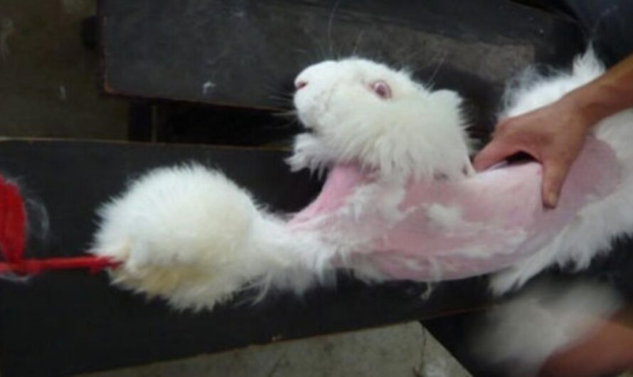 Exigiendo Justicia para los Conejos de Angora: El Congreso de la Nación debe tomar acción contra la crueldad de la industria de la moda