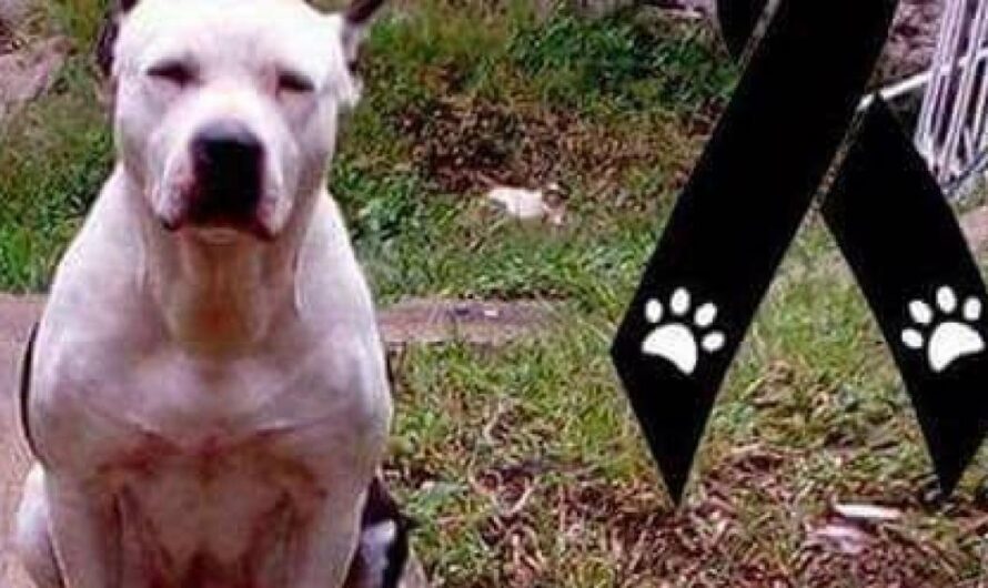 Exigiendo Justicia por Shelby: la tragedia de la perrita asesinada por desconocidos en Veracruz