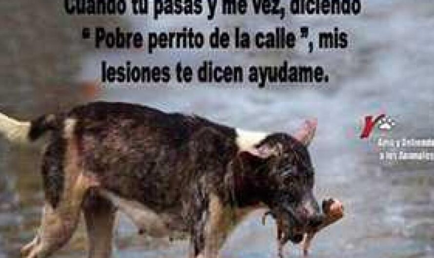 Exigiendo un Castigo Duro y Justo para el Abandono de Animales: La Necesidad de una Ley que Garantice la Protección de los Animales en Argentina