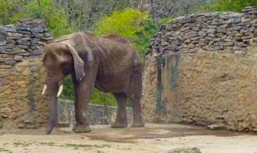 ¡Exigimos acción inmediata para salvar a los animales del Zoo de Caricuao!