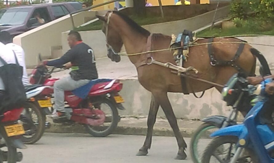 «Exigimos Acciones de Protección y Bienestar Animal para los Animales en Condición de Calle y Caballos de Arreo en Córdoba».