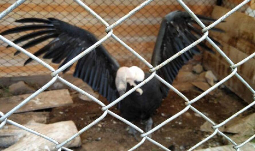 Exigimos el Cierre del Zoológico de Oruro y el Traslado de los Animales a Santuarios para una Mejor Calidad de Vida