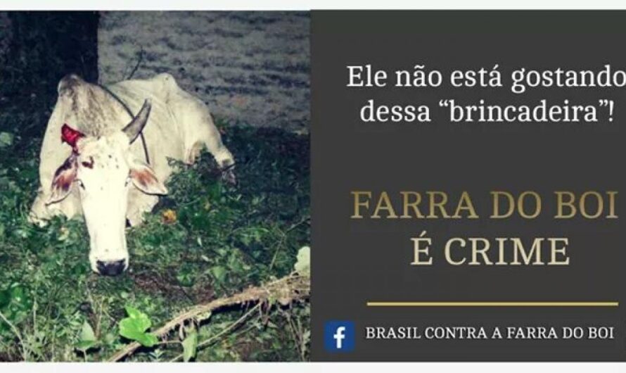 Exigimos el fin de la tradición de la Farra: No más sufrimiento innecesario para los animales