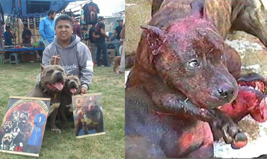 Exigimos Justicia: Detención y Castigo para el Presunto Responsable de Maltrato Animal en Nezahualcóyotl, Estado de México