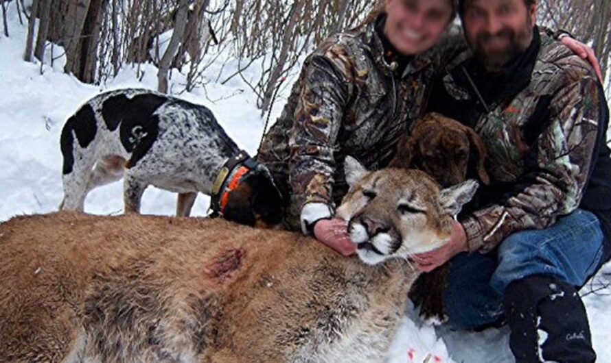 Exigimos que se elimine la cacería cruel de animales silvestres de la programación de Outdoors Channel