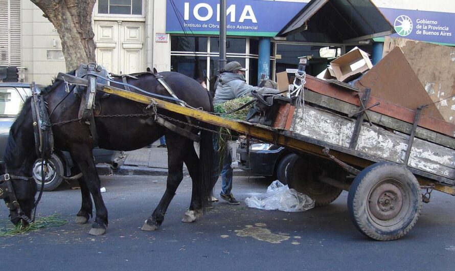 Exigimos un Fin a la Tracción a Sangre en la Provincia de Buenos Aires: ¡Es hora de Hacer Cumplir la Ley!