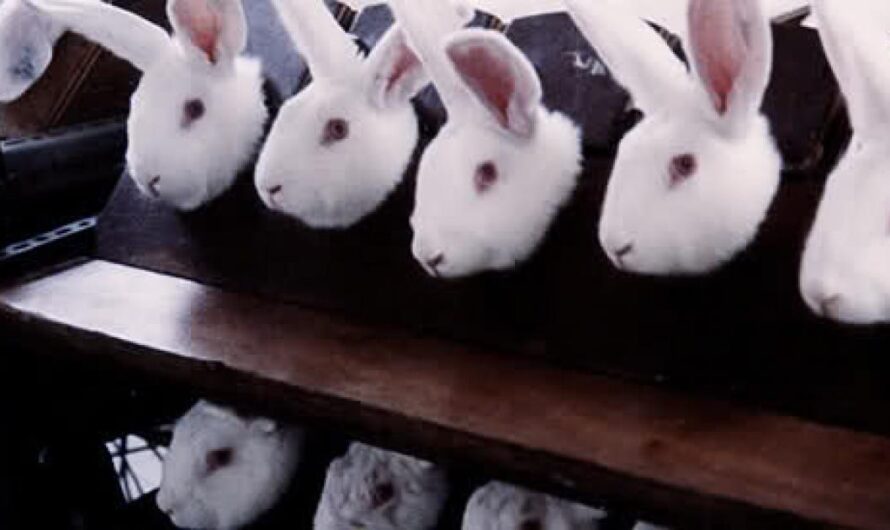 Exigir el Logo Cruelty Free para los productos de cosmética y aseo personal: Una ley para proteger a los animales de experimentos innecesarios