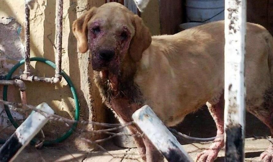 ¡Exijamos Justicia para los animales en México: Castiguemos con cárcel a los que violen las leyes de maltrato animal!