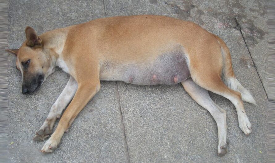 «¡Firma y comparte! Urge una campaña de esterilización anual para reducir el número de animales callejeros en Kolkata, India».