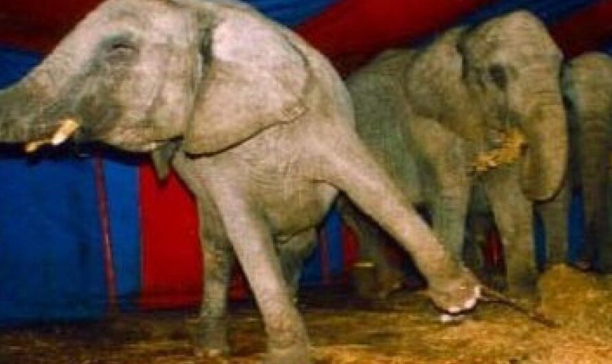 Galicia da el paso para acabar con el maltrato animal: prohibición de los circos con animales salvajes