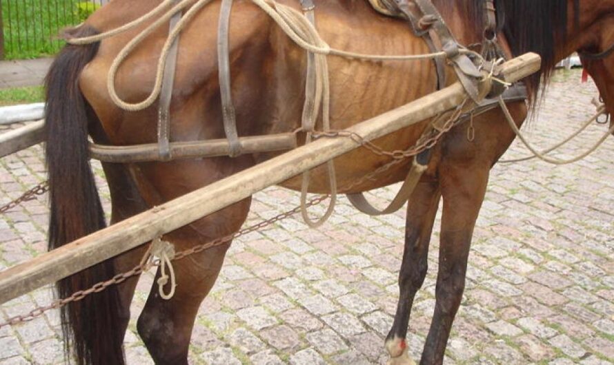 Gobierno de Brasil Actúa para Proteger a los Caballos de la Explotación y el Maltrato