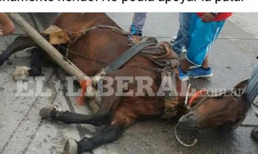 «La lucha por el bienestar de los caballos: El Congreso argentino se une a la iniciativa de ley que busca prohibir el uso de caballos para tirar carretas».