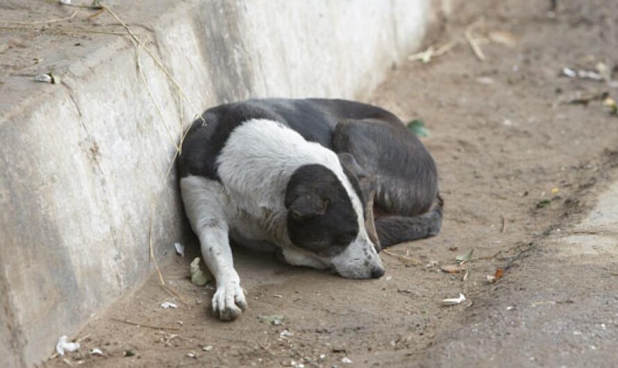 La Protección de los Animales en Riesgo en Brasil: La Importancia de los Grupos de Defensa Animal