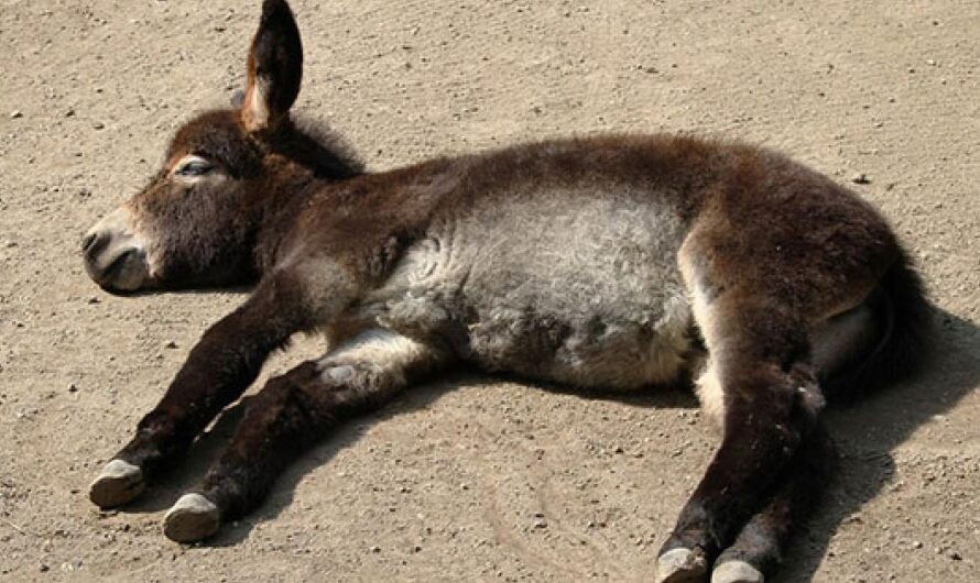 La Tragedia Silenciosa de la Masacre de los Burros Africanos: Una Llamada a la Acción para Detener el Tráfico Ilegal de Pieles