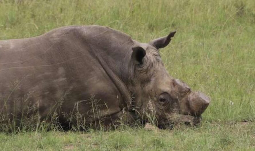 Legalización del Comercio de Cuernos de Rinoceronte: Una Propuesta Con Riesgos para la Conservación