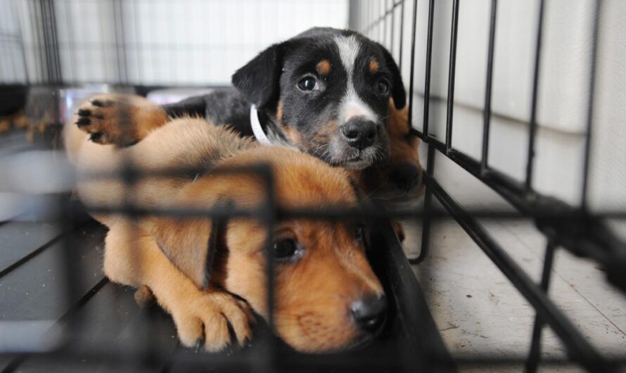 Llegó el momento de defender a los animales: exigimos acción gubernamental contra el maltrato y el abandono animal