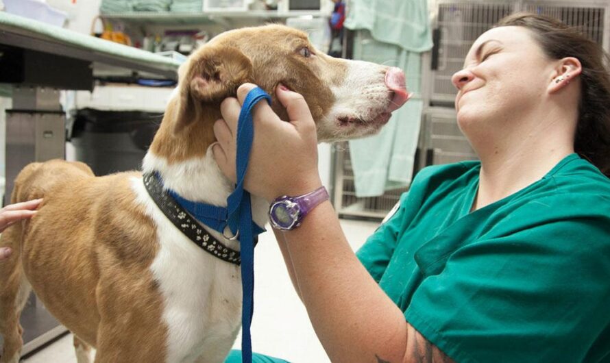 «Los animalistas argentinos exigen una respuesta urgente: Hospitales veterinarios gratuitos para garantizar el bienestar de los animales».