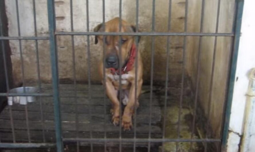 «Los argentinos se movilizan para exigir mejoras en el Instituto Pasteur y brindar una mejor atención a los animales».