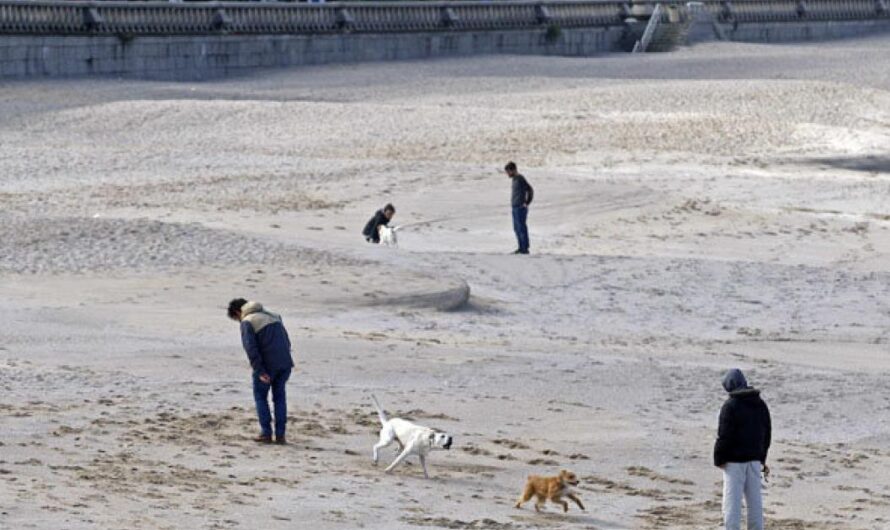 Los Dueños de Perros Reclaman un Cambio de la Ordenanza Municipal para Evitar Denuncias Injustificadas