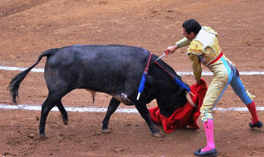 «Los franceses piden que las corridas de toros dejen de ser difundidas en los diarios: Una petición para proteger a las familias de la violencia y la muerte».