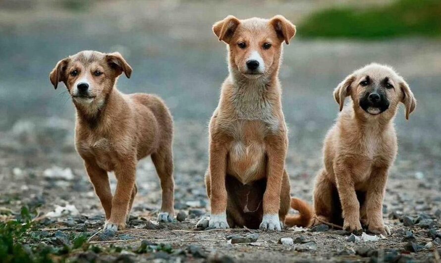 M.A.P.A. pide un verdadero compromiso para proteger a los animales de Buenos Aires