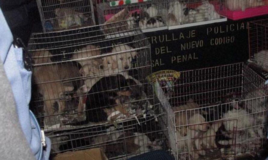 ¡No más comercio clandestino de mascotas! Exigimos que las autoridades tomen cartas en el asunto y pongan fin a la cruel explotación de animales