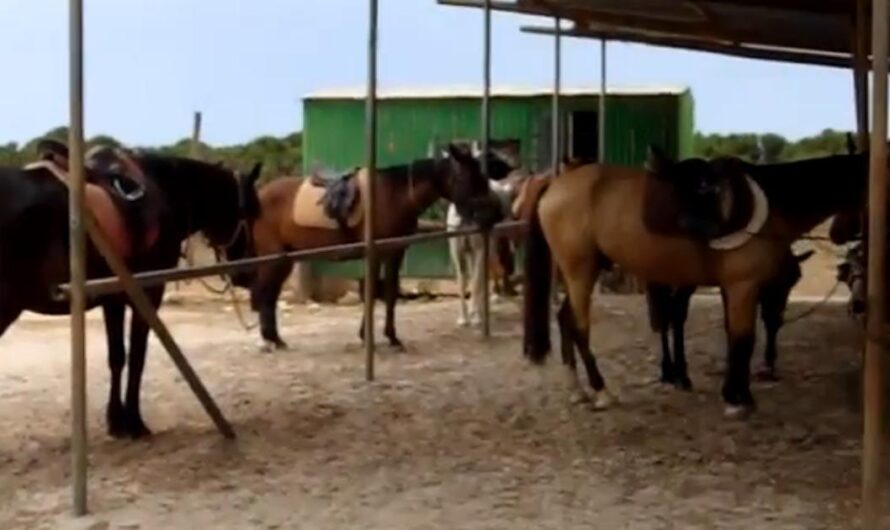 ¡No más maltrato a los caballos del Rancho Sa Coma en Mallorca: Exigimos que se respeten sus derechos!