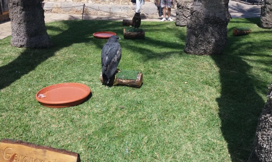 ¡Paremos el sufrimiento de las aves de los jardines del Castillo de Peñíscola!