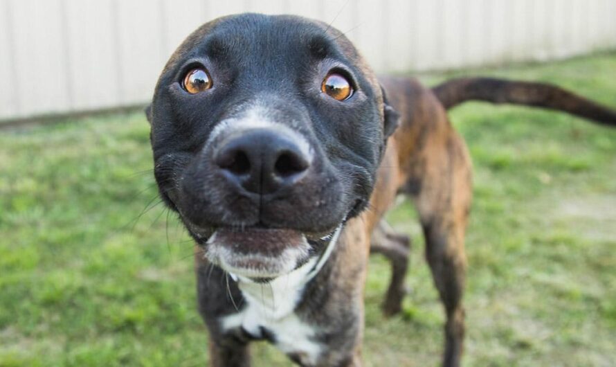 «¡Pon Fin al Sufrimiento de los Animales en Argentina! Financiamiento para los Refugios de Mascotas.