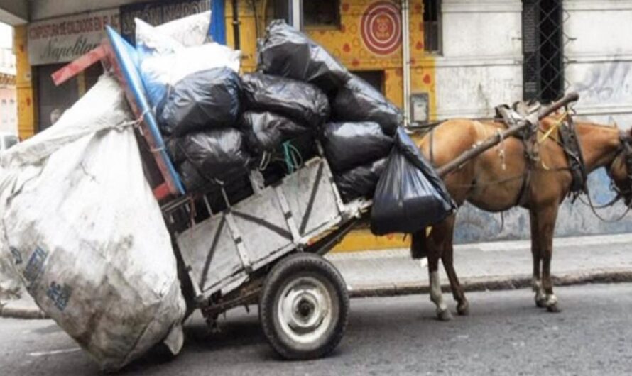 Poniendo Fin a la Explotación Animal: El Llamamiento de los Vecinos de Posadas para el Cumplimiento de la Ordenanza XV N°17