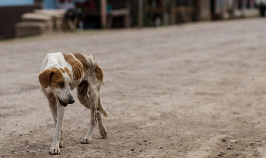 Salvando a los perros de Argentina: La lucha por una mejor protección animal