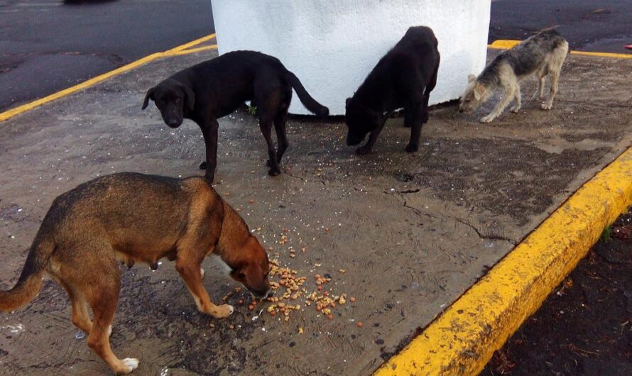 Salvando vidas: Exigiendo al Gobierno un trato digno para los perritos callejeros en México