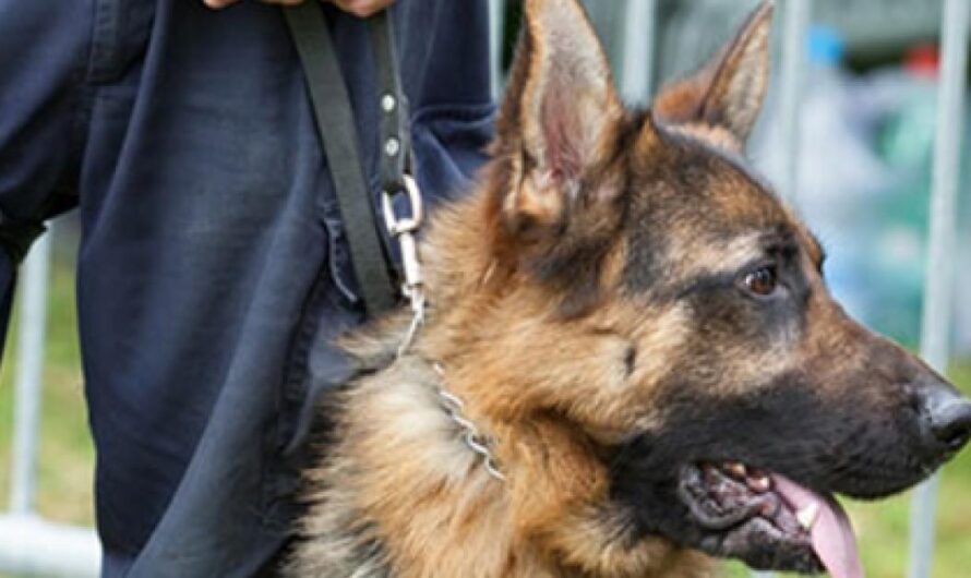 «¡Un cambio es necesario! Prohibir el uso de perros para la seguridad en supermercados de Francia».