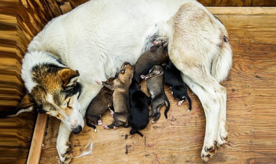 «Un Futuro Mejor para los Animales de la Calle: Apoyando la Iniciativa de Clínicas de Castración y Salud en Brasil».