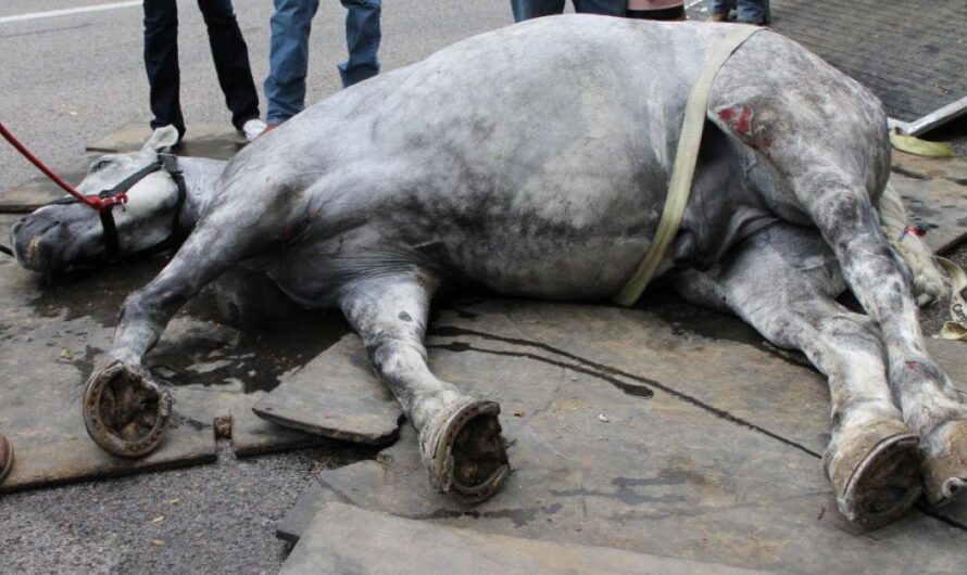 Un llamado a la acción a favor de los caballos de carruaje en Chile: Una solución urgente a una situación caótica
