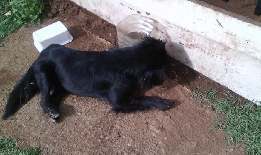 Un llamado a la comunidad para defender a los animales callejeros y exigir al Senado la aprobación de una Ley que los proteja.