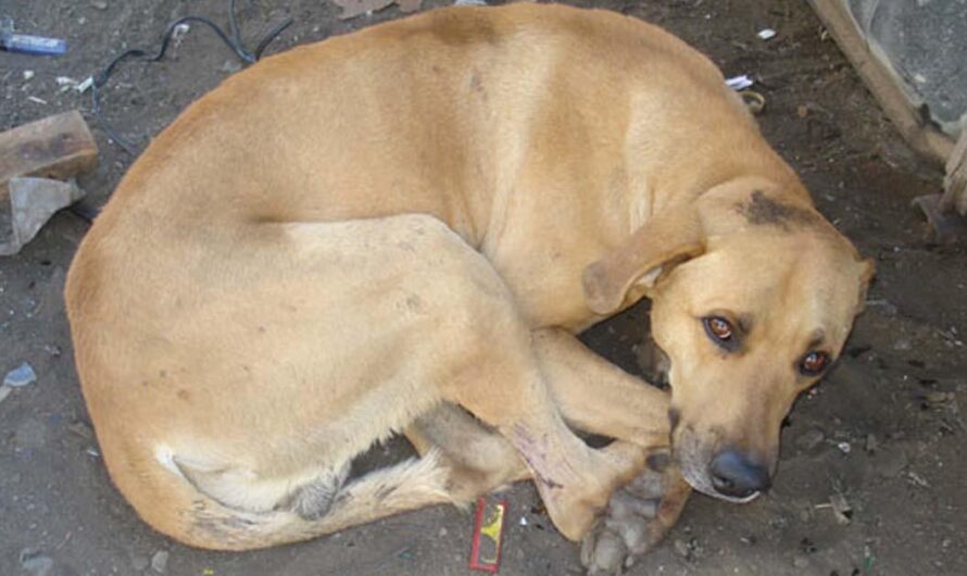 Un llamado a la conciencia: Detener el abandono de mascotas en Brasil