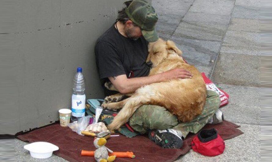 «Un llamado al gobierno francés para abrir clínicas veterinarias gratuitas y frenar el abandono de mascotas».