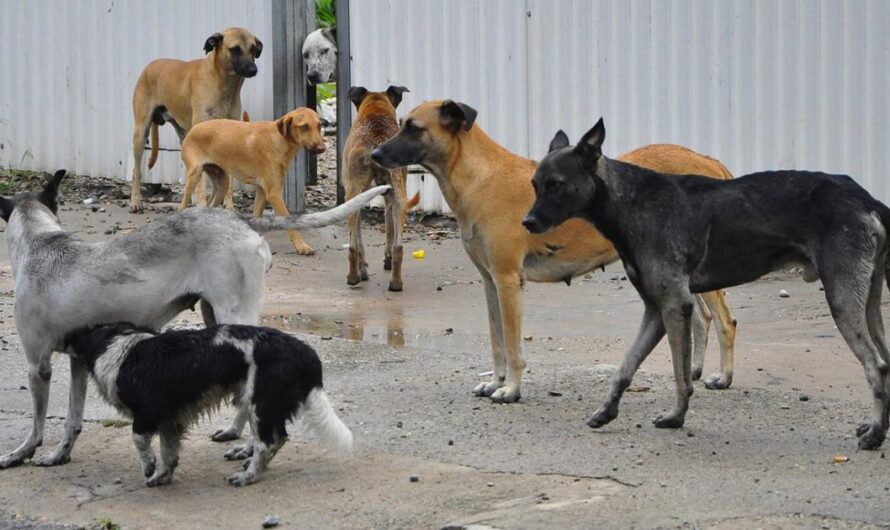 «Un llamado urgente al Gobierno de Tucumán: la situación de los perros abandonados de la calle necesita tu atención».