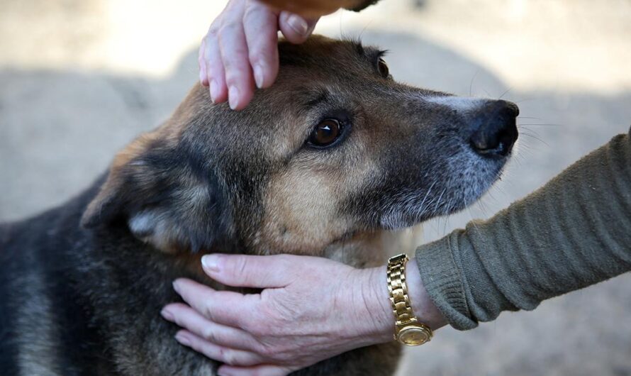 Un llamado urgente para garantizar la salud y el bienestar de los perros callejeros