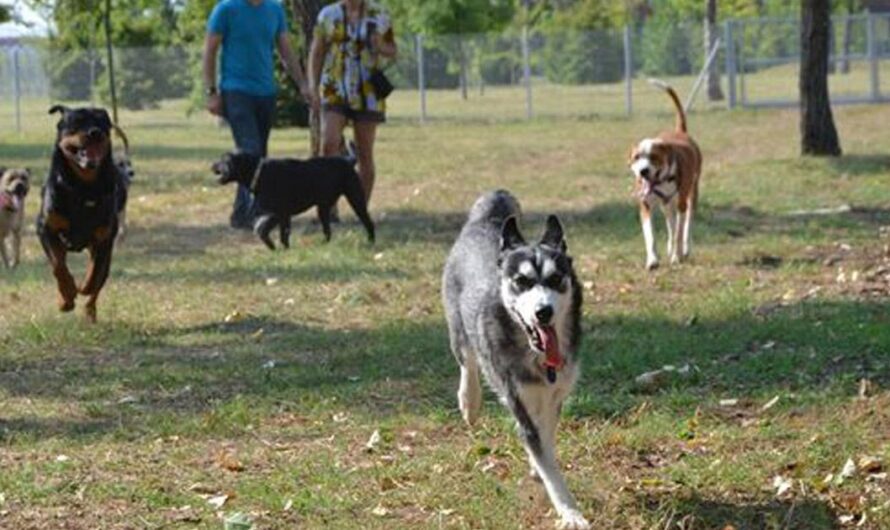 Un lugar donde los perros de Córdoba capital puedan disfrutar de la libertad y el ejercicio que necesitan