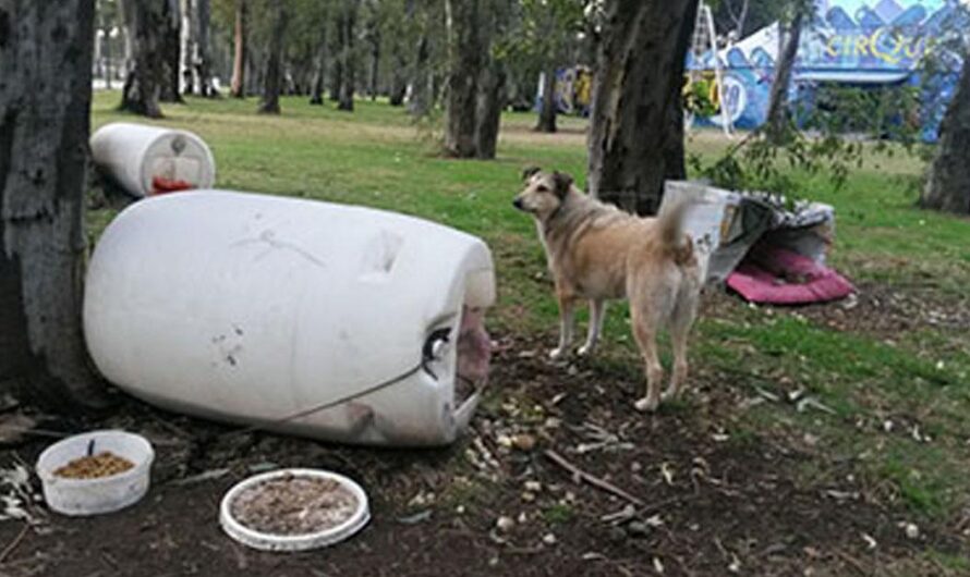 Una nueva iniciativa para proteger a los animales callejeros en Argentina