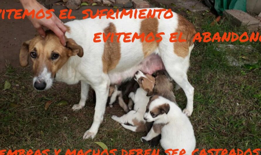 Una petición para el Sr. Intendente de Villa del Dique: Actuemos Ya para Controlar la Superpoblación de Animales