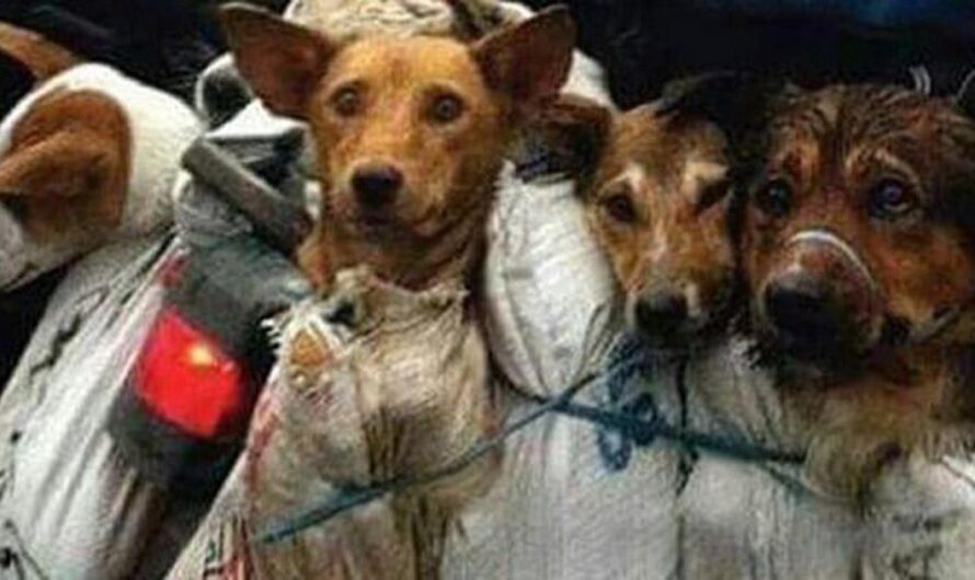 Una petición urgente para salvar a los perros de China y Corea del Sur de la crueldad y explotación