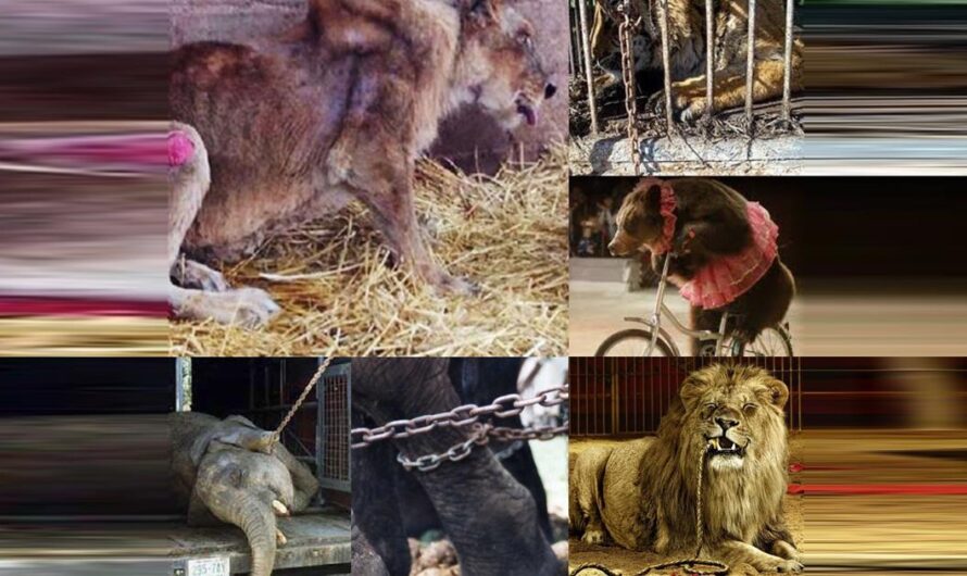 Unidos para acabar con el maltrato animal en los circos: Firma la petición y exige justicia!